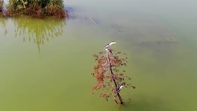 湖中鹭鸟静待捕食机会视频的预览图